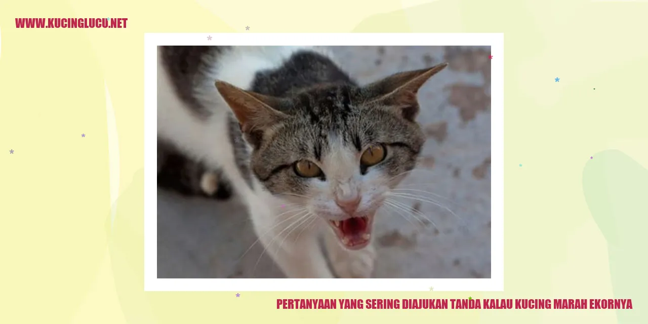 Ekspresi marah pada kucing
