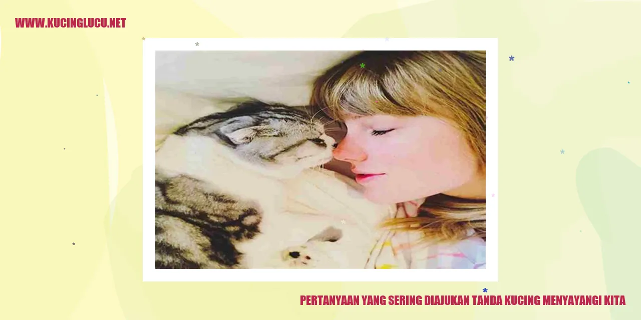 Gambar kucing yang menyayangi kita