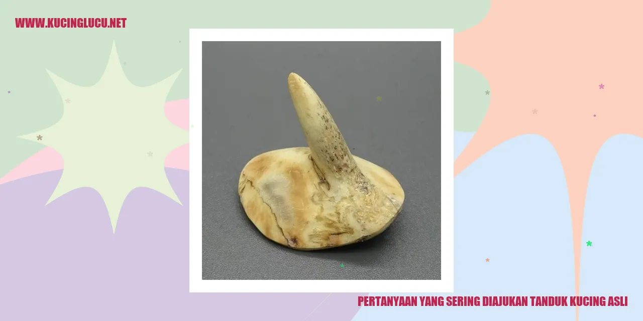 Tanduk Kucing Asli