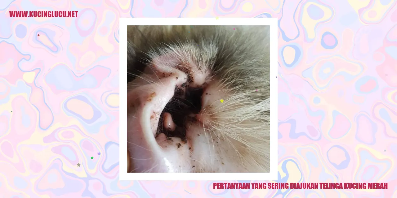 Gambar Kucing Merah