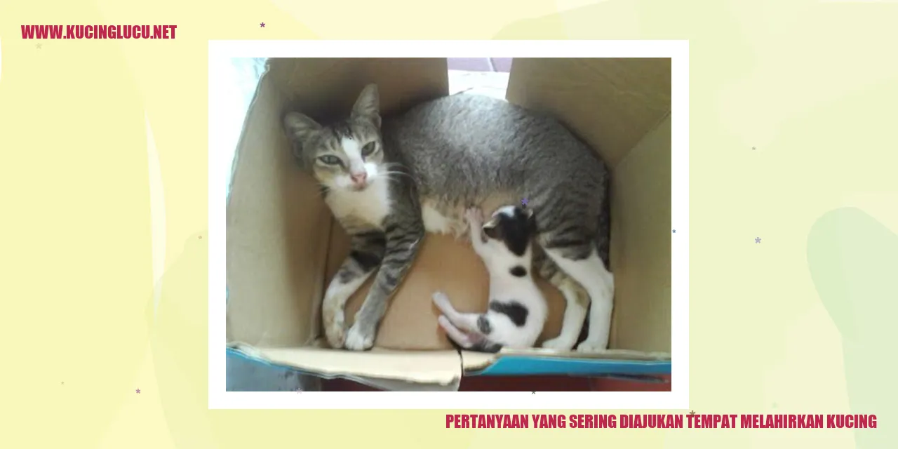 Ilustrasi Jejak Kucing