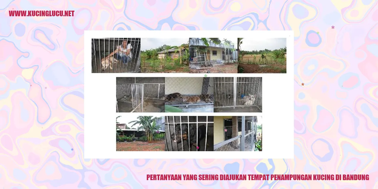 Pertanyaan yang Sering Diajukan tempat penampungan kucing di Bandung