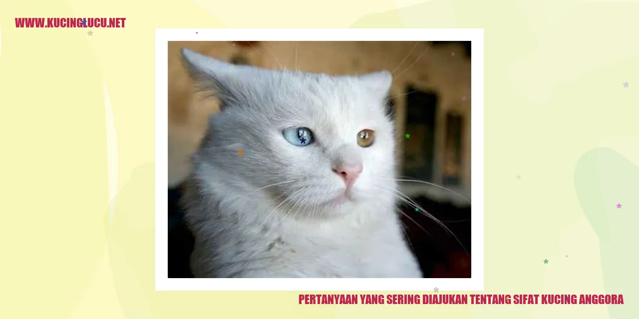 Kucing Anggora