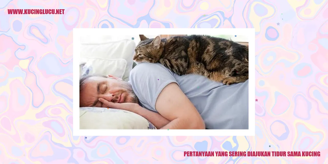 Gambar Kucing Tertidur