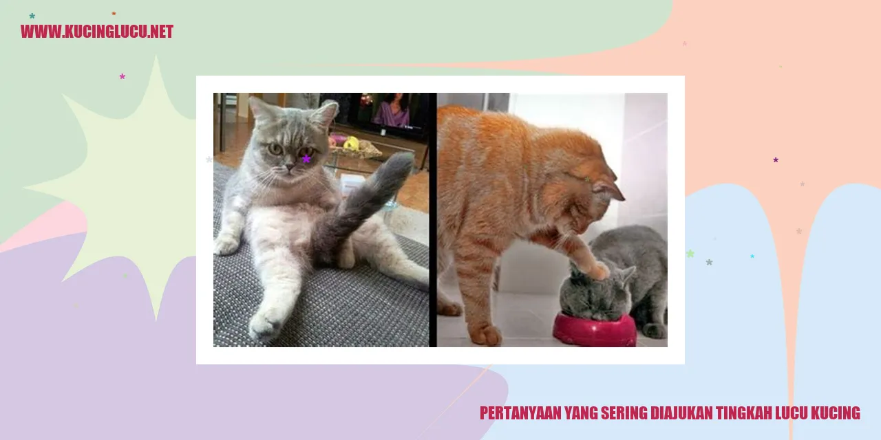 kucing lucu