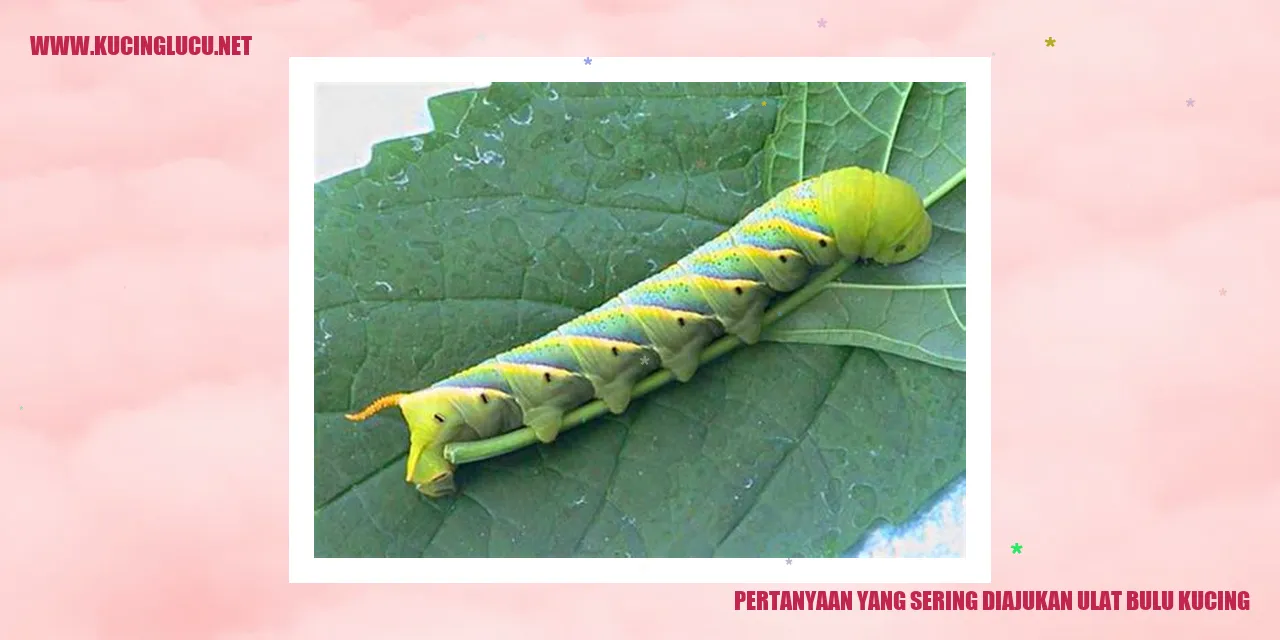 Ulat Bulu Kucing