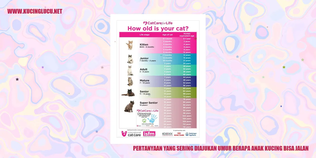 Anak Kucing