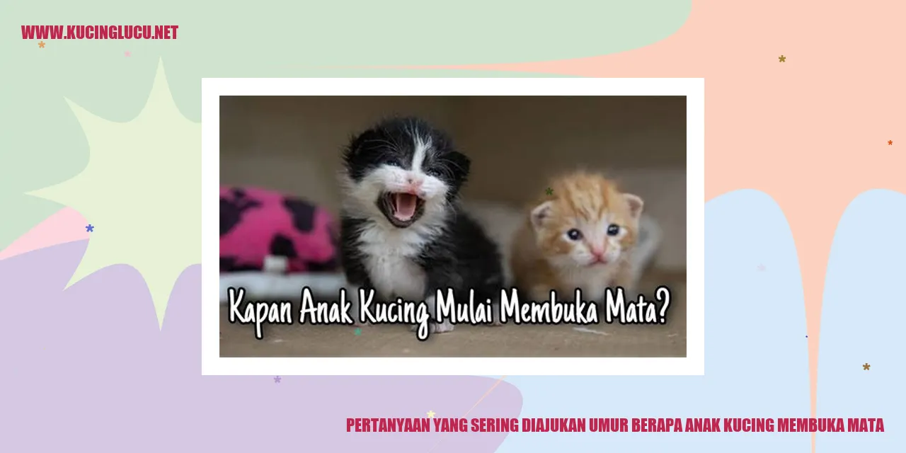 Anak kucing membuka mata