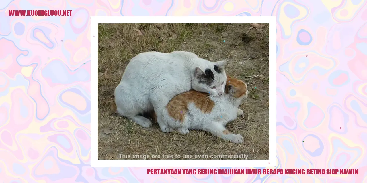 Kucing Betina Siap Kawin