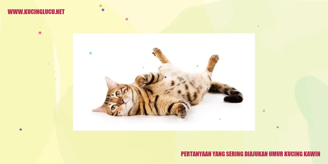 Gambar kucing kawin