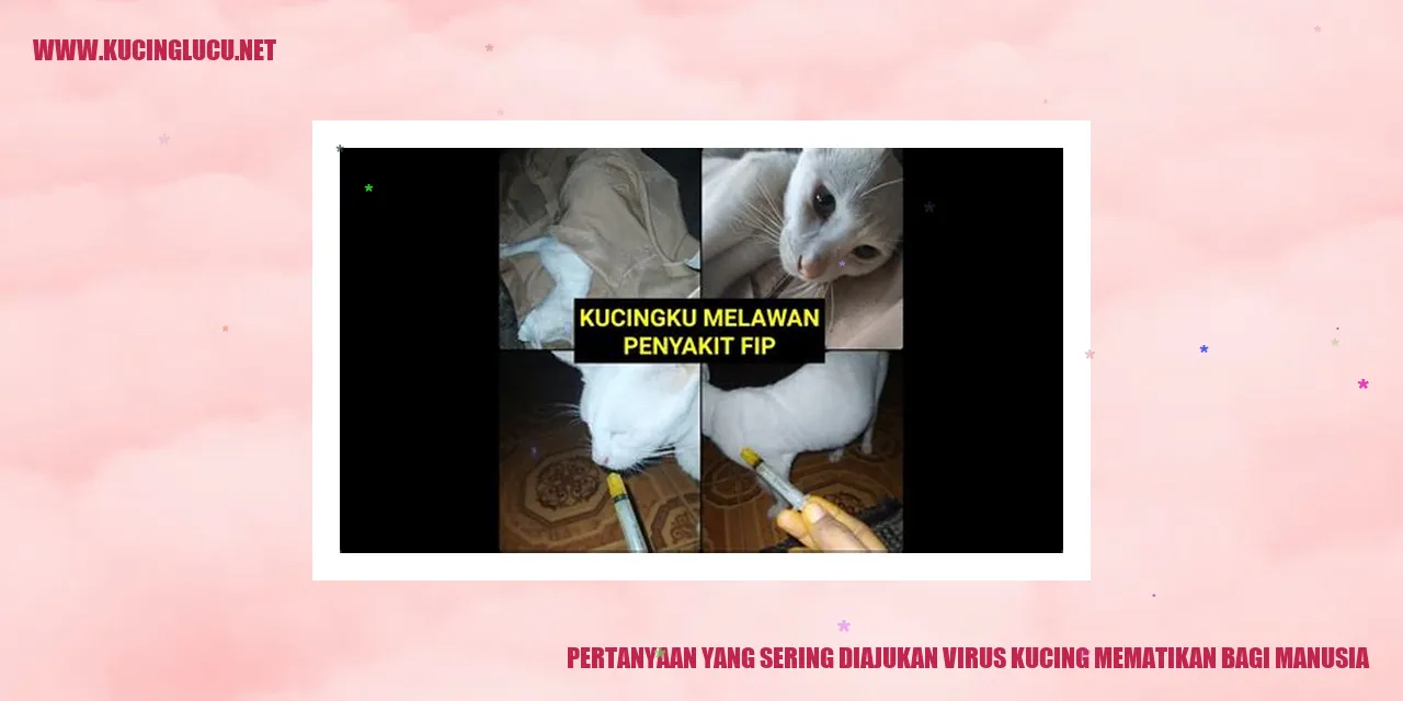 gambar kucing