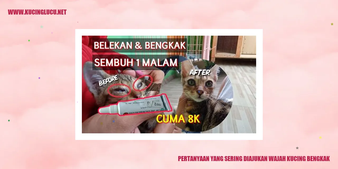 Kucing dengan wajah bengkak