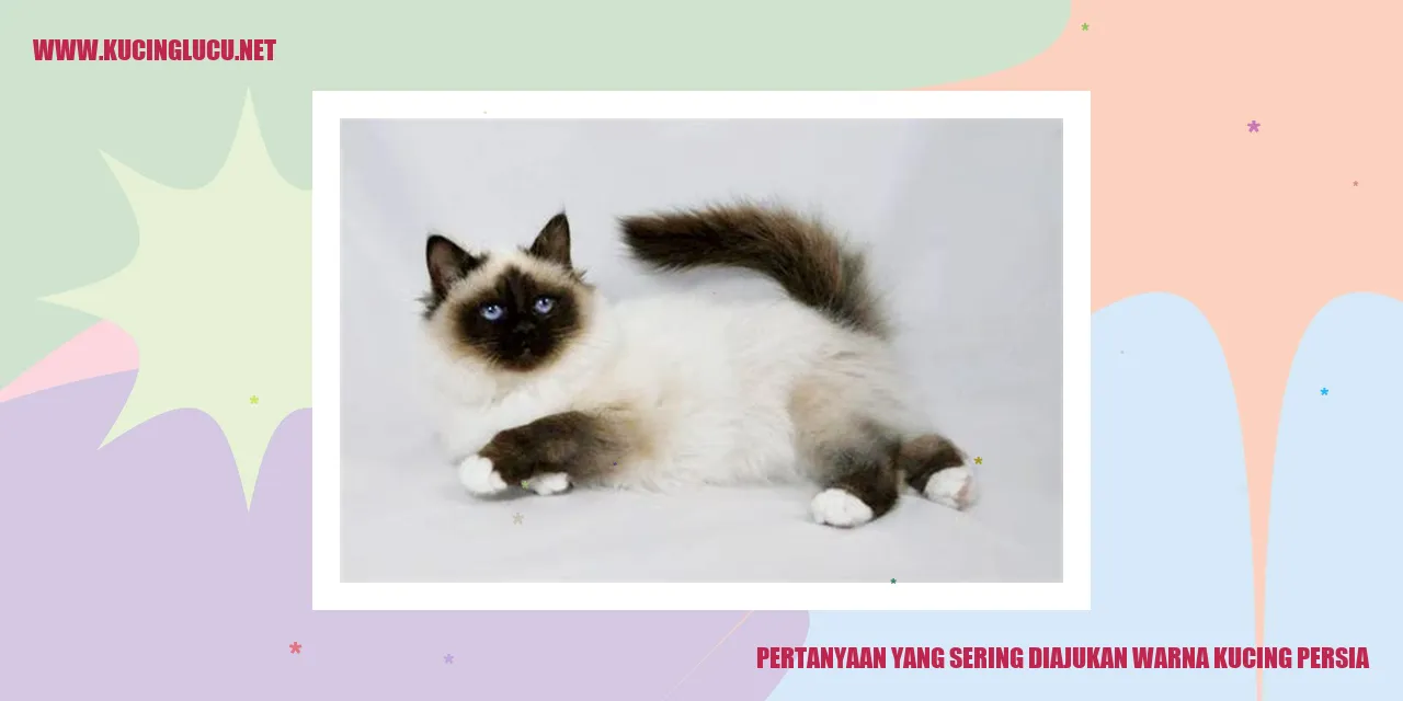 Gambar kucing persia