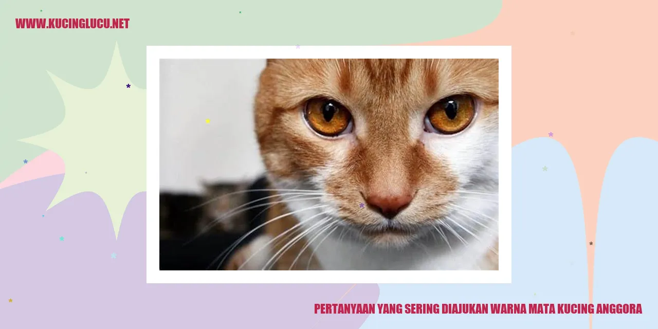 Foto Kucing Anggora dengan Mata yang Beragam Warna