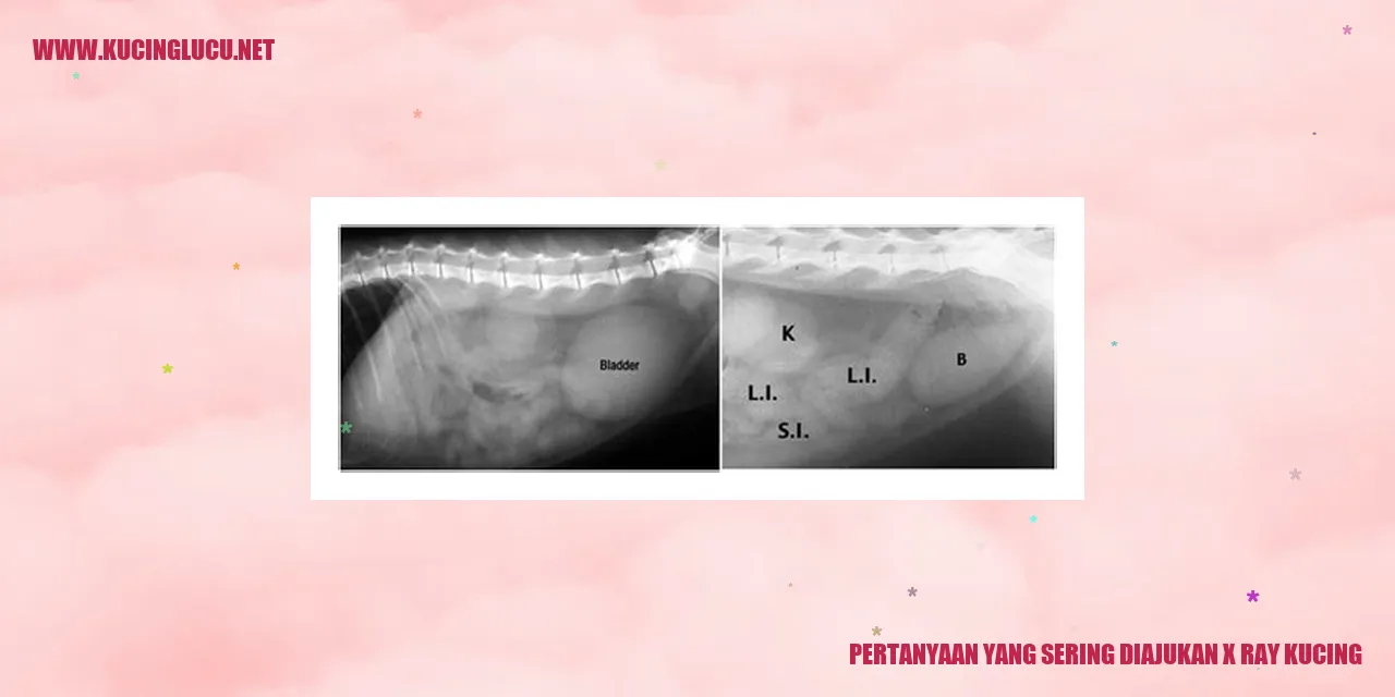 Pertanyaan yang Sering Diajukan x-ray kucing