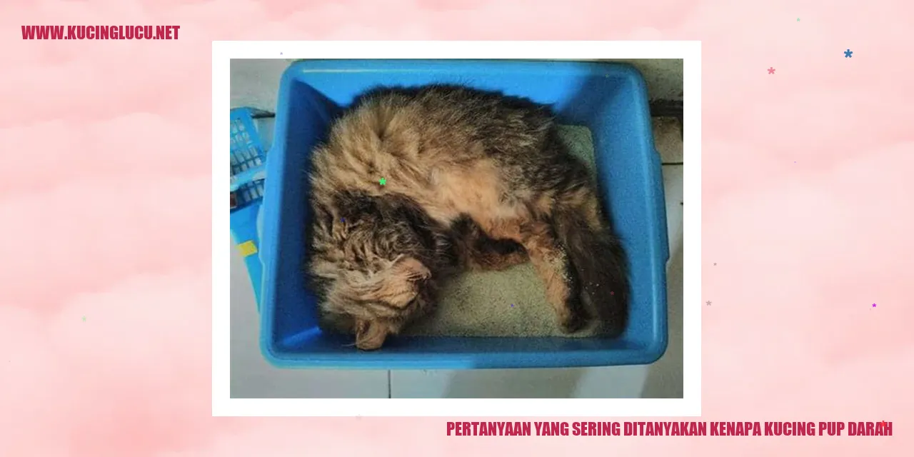 Kucing pup darah