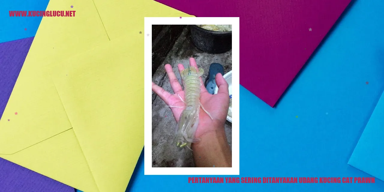 Ilustrasi Udang Kucing