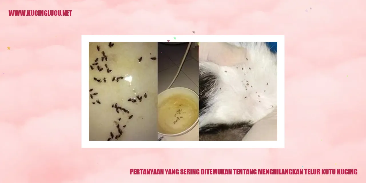 Kutu kucing