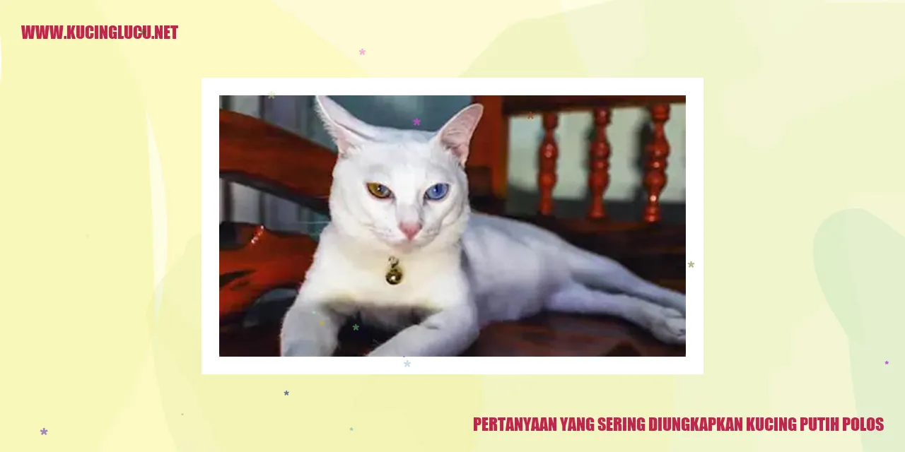 Kucing Putih Polos
