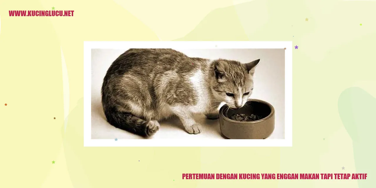 Kucing yang Aktif