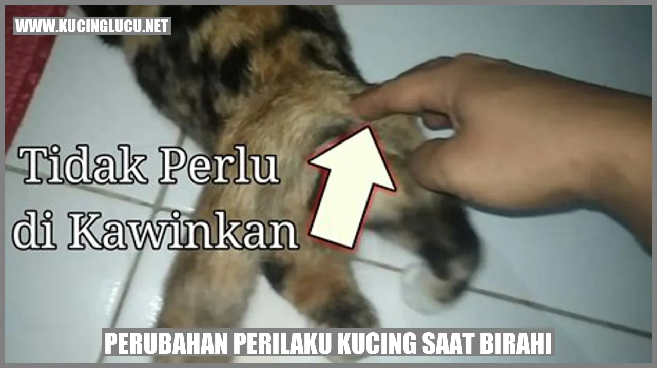 Perilaku kucing saat birahi
