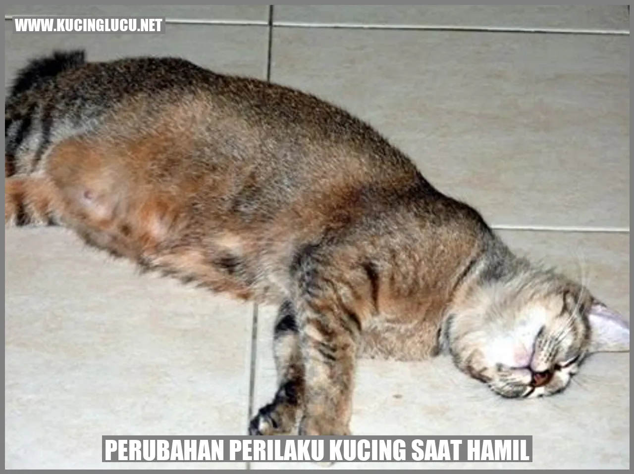 Perubahan Perilaku Kucing saat Hamil
