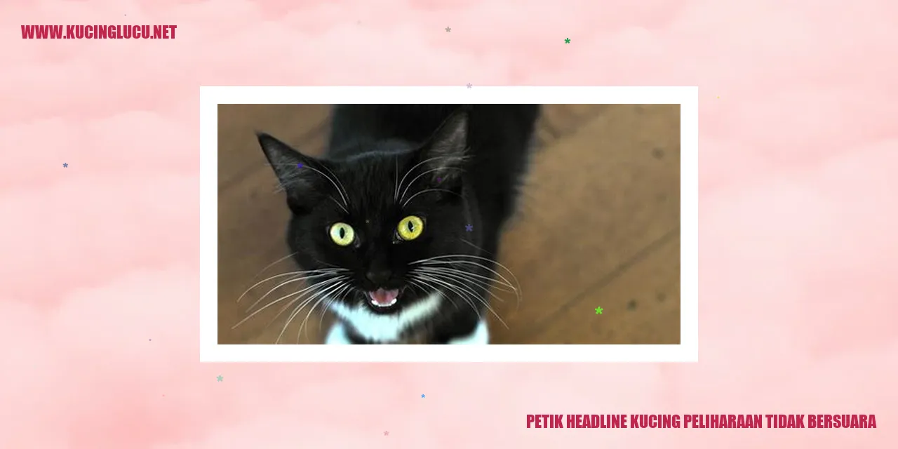 Gambar Kucing