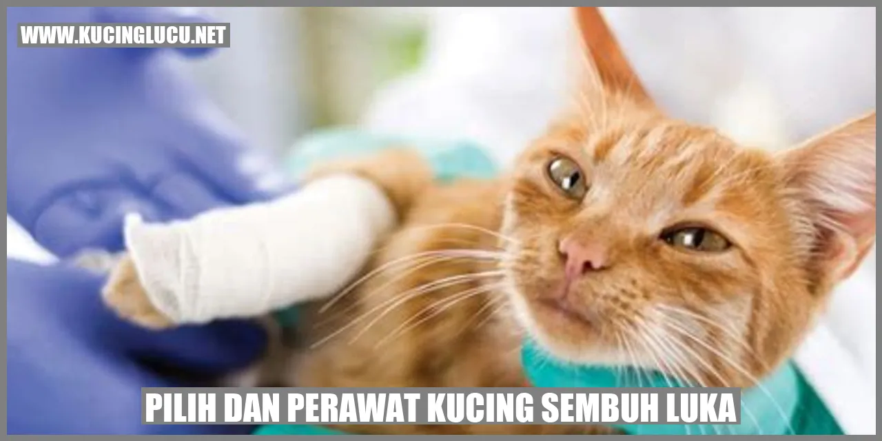 Pemilihan dan Perawatan Kucing Mengobati Kucing Luka