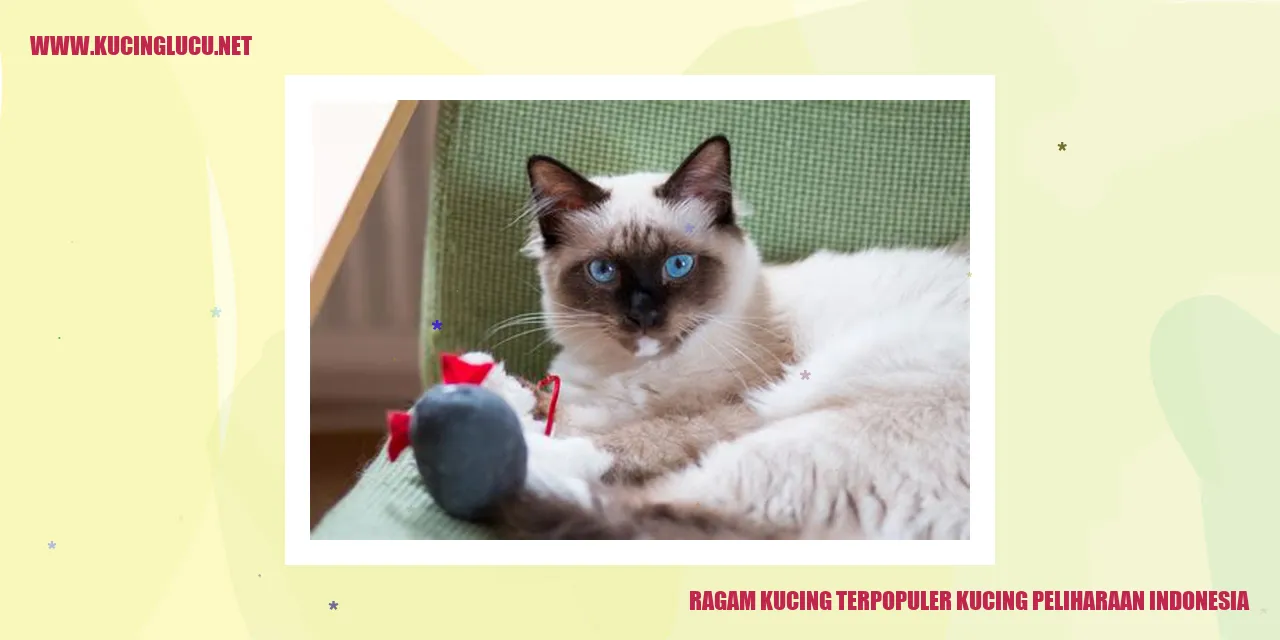 Gambar Kucing Peliharaan