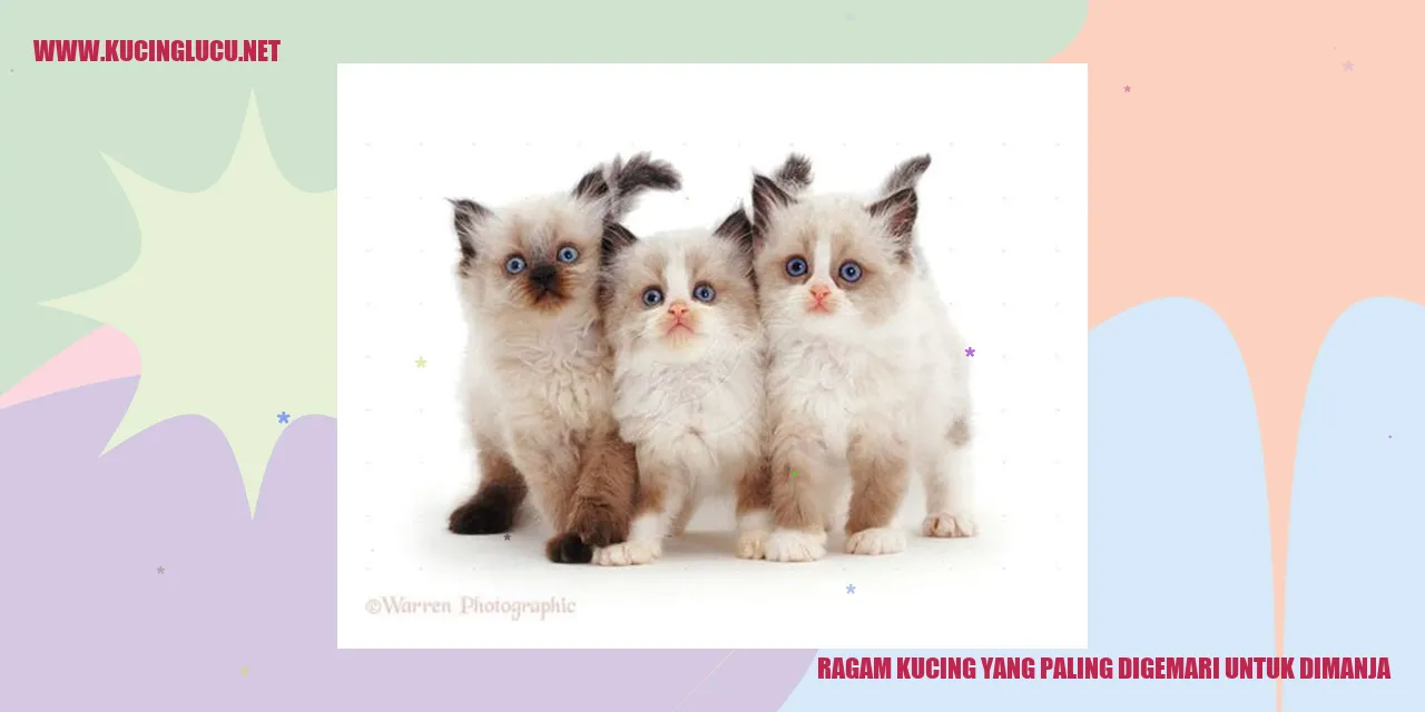 Potret kucing yang mengincar rayuan