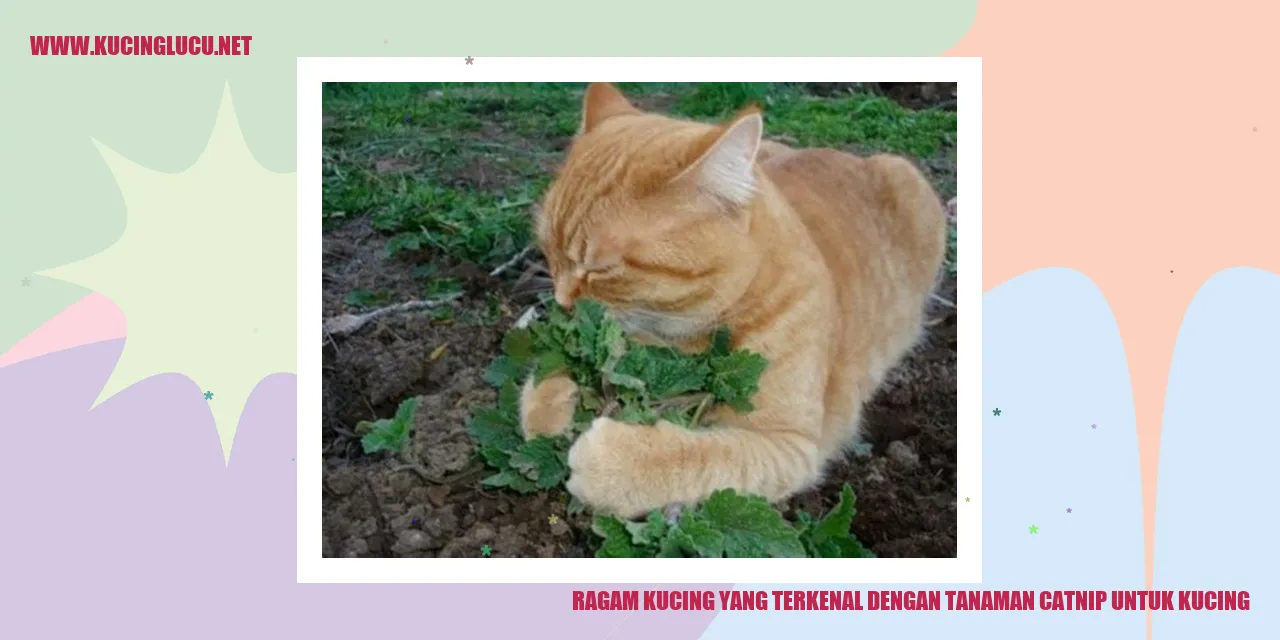 Gambar Kucing