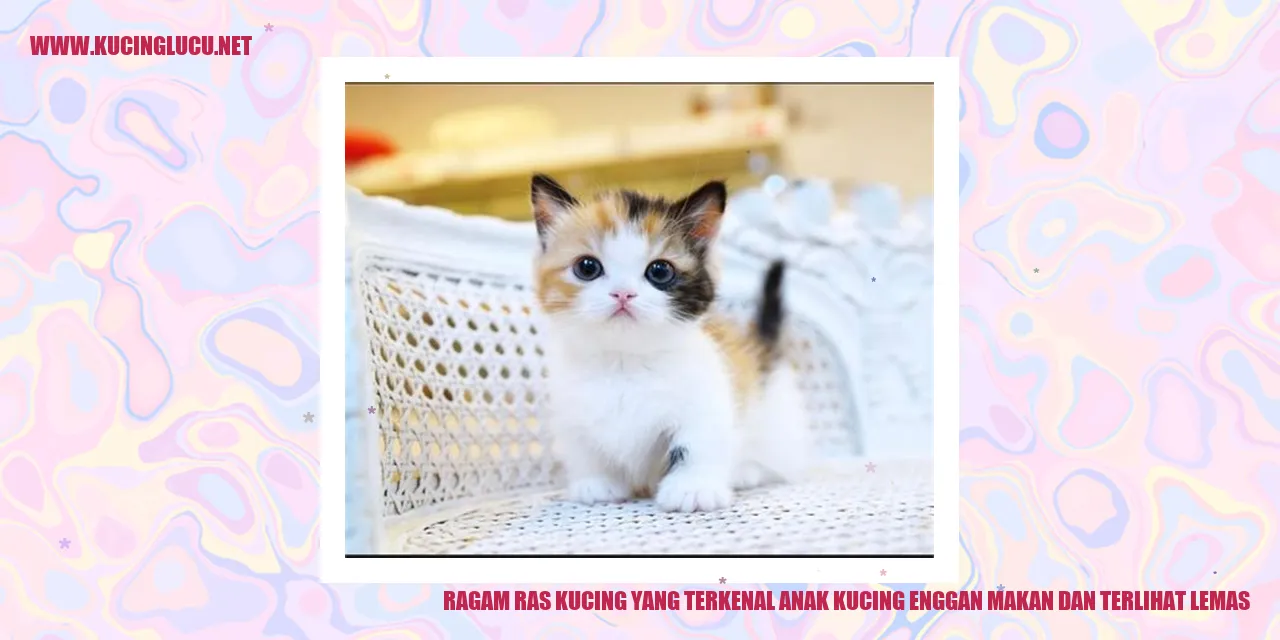 Ragam Ras Kucing yang Terkenal anak kucing Enggan Makan dan Terlihat Lemas