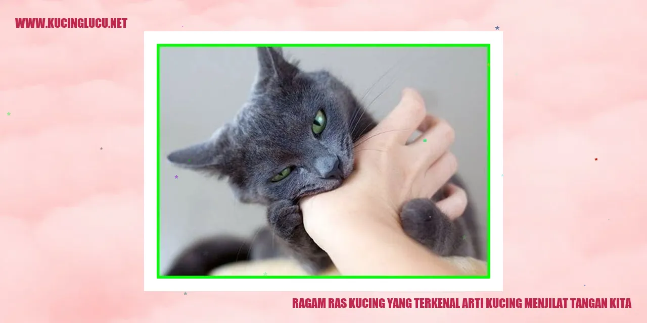 Ragam Ras Kucing yang Terkenal arti kucing menjilat tangan kita