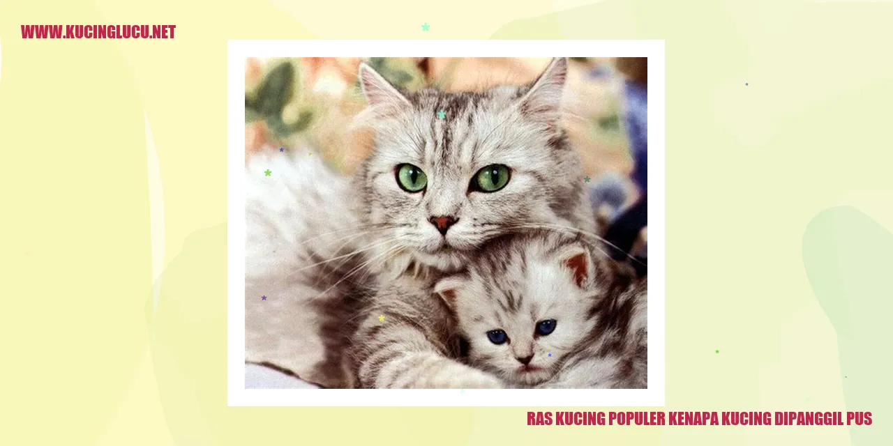 Gambar lucu kucing