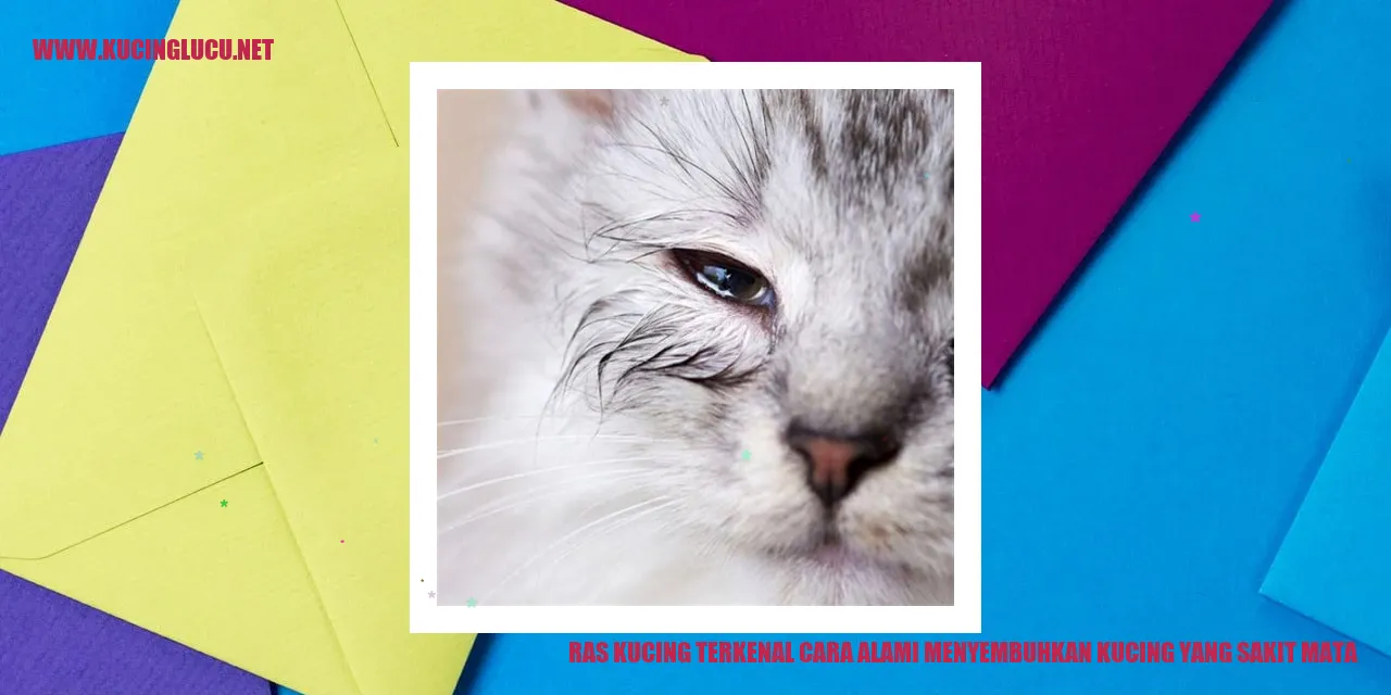 Ras Kucing Terkenal cara alami menyembuhkan kucing yang sakit mata