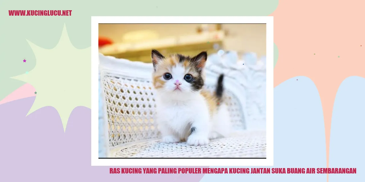 Ras Kucing yang Populer kenapa kucing jantan suka kencing sembarangan