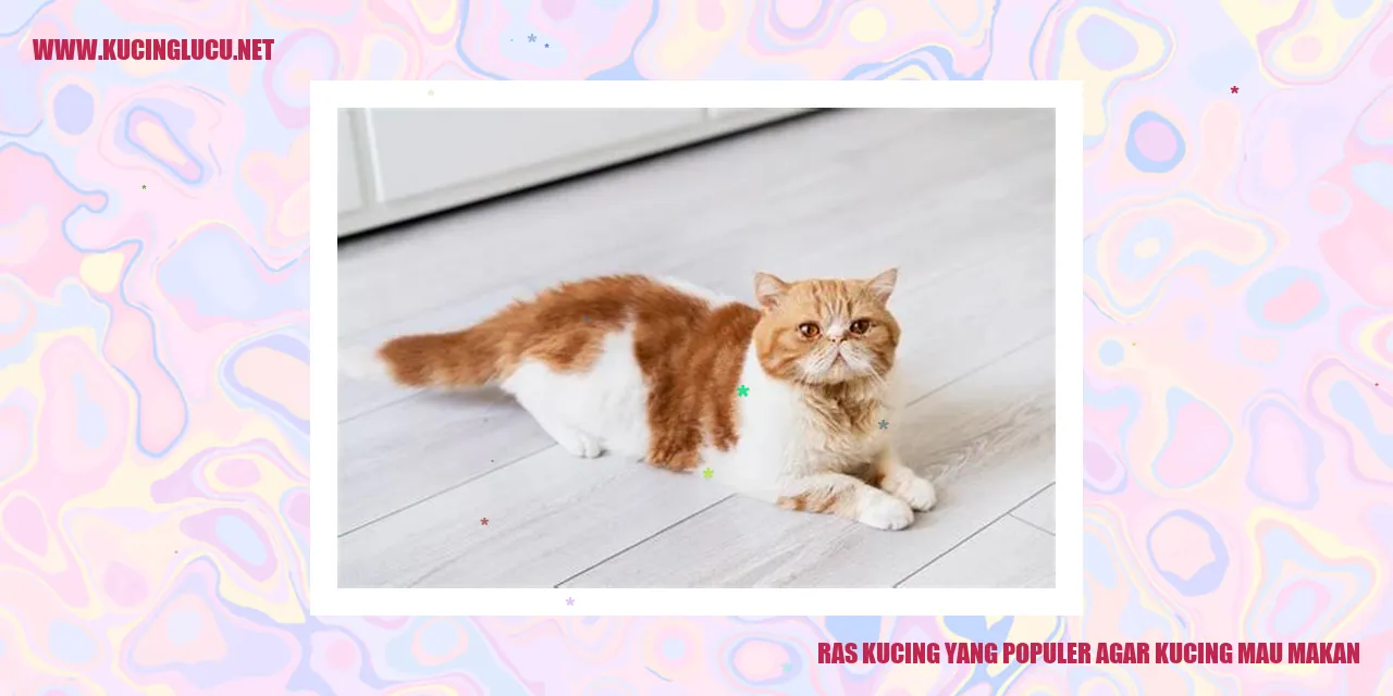 Ras Kucing yang Populer agar kucing mau makan