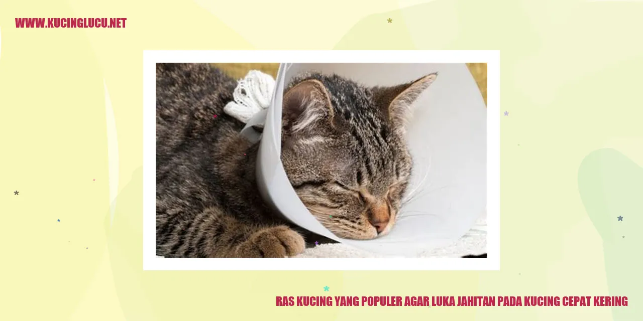 Ras Kucing yang Populer agar luka jahitan pada kucing cepat kering