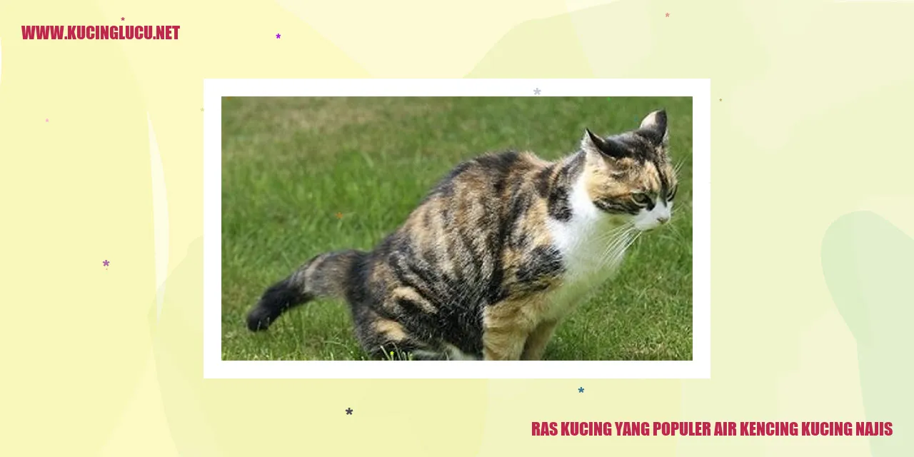 gambar kucing