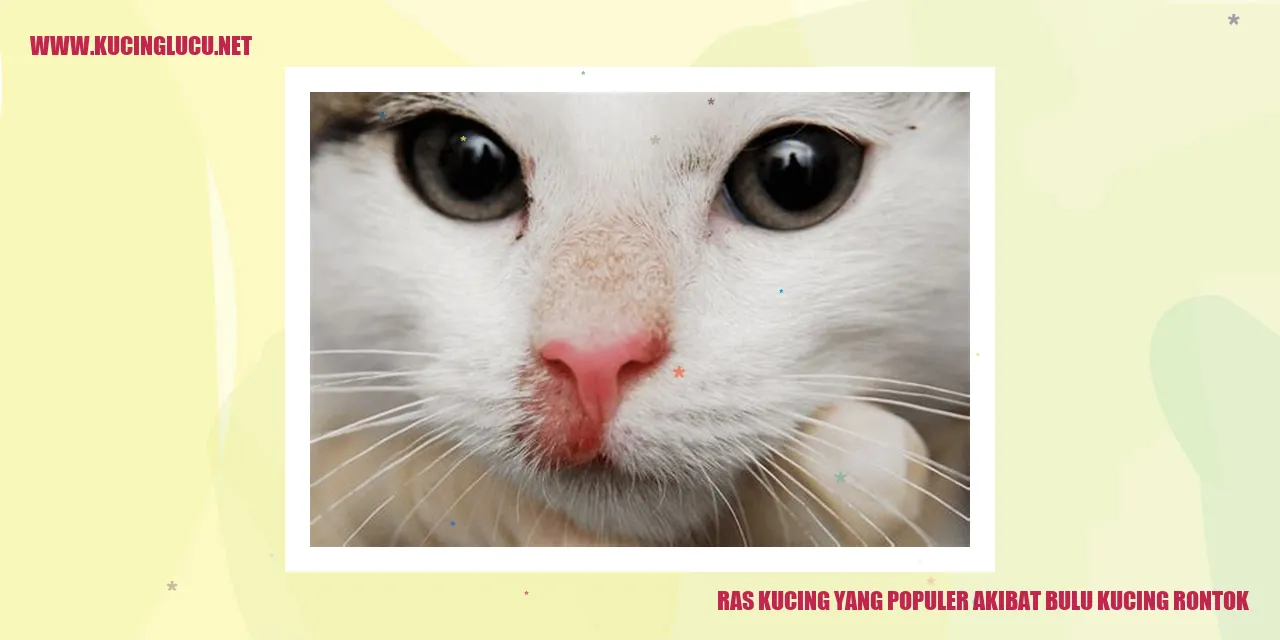 Ras Kucing yang Populer karena Masalah Rontok Bulu Kucing