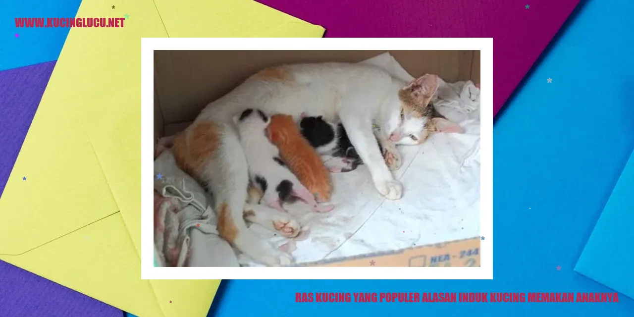 Ras Kucing yang Populer alasan induk kucing memakan anaknya