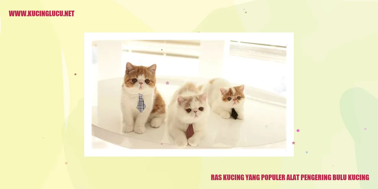 Kucing sedang dikeringkan dengan peranti pengering bulu