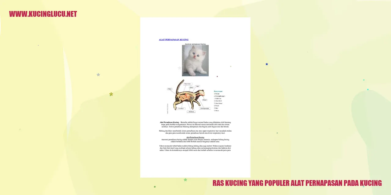 Ras Kucing yang Populer