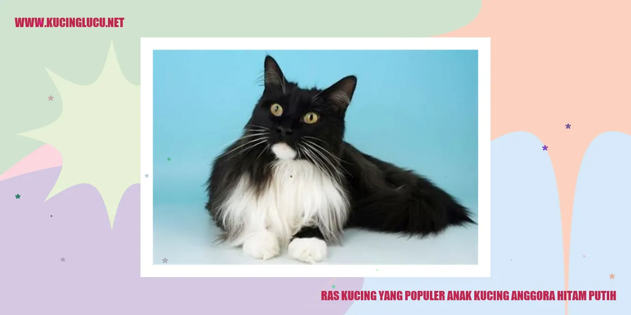 Anak Kucing Anggora Hitam Putih