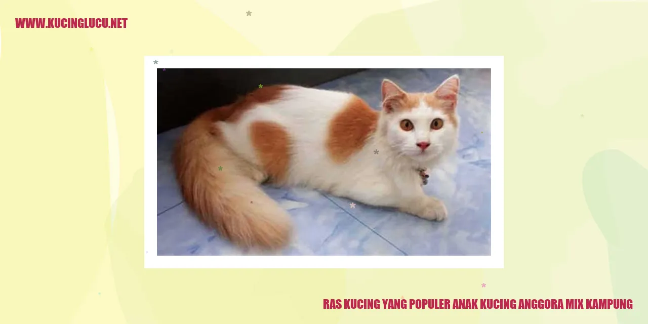 Kucing Anggora Mix Kampung