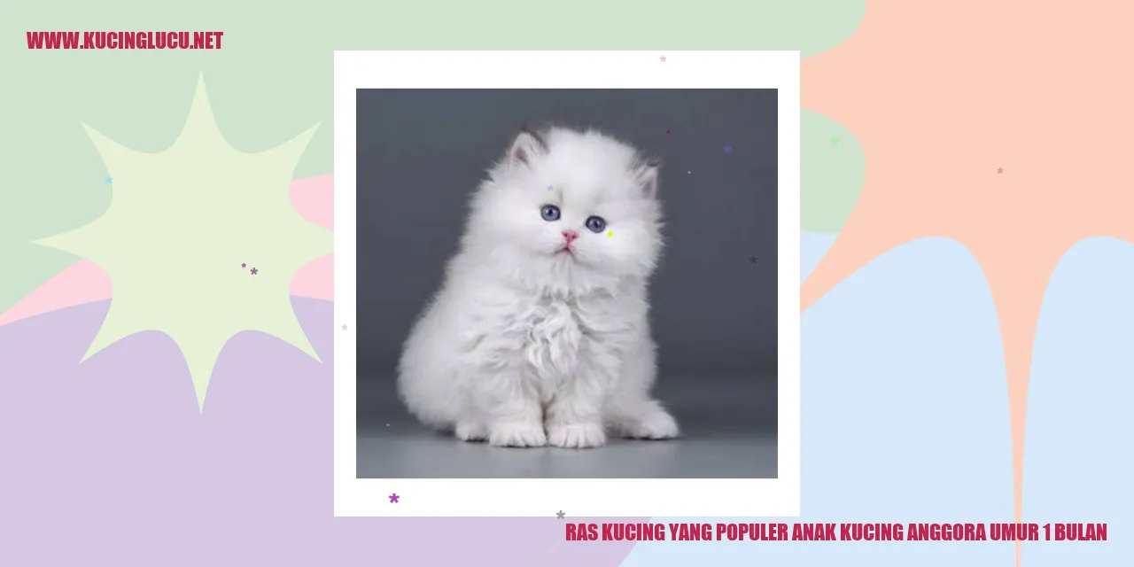 Foto anak kucing anggora berusia 1 bulan