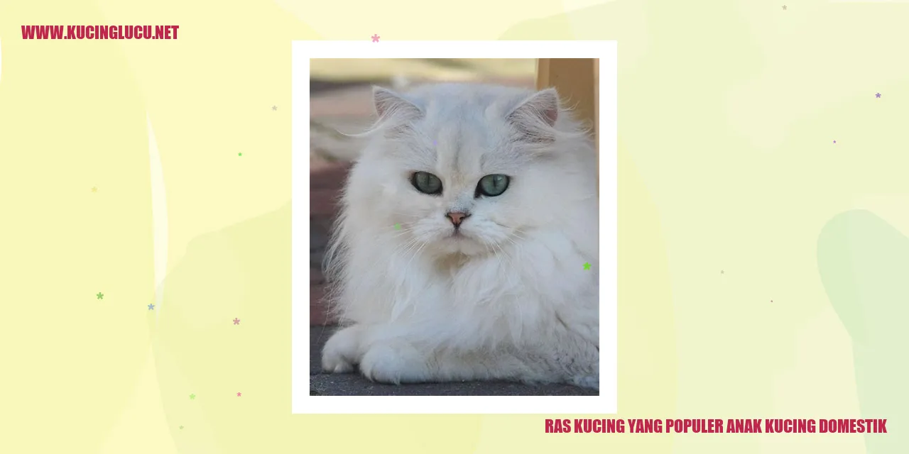 Ras Kucing yang Populer sebagai Anak Kucing Domestik