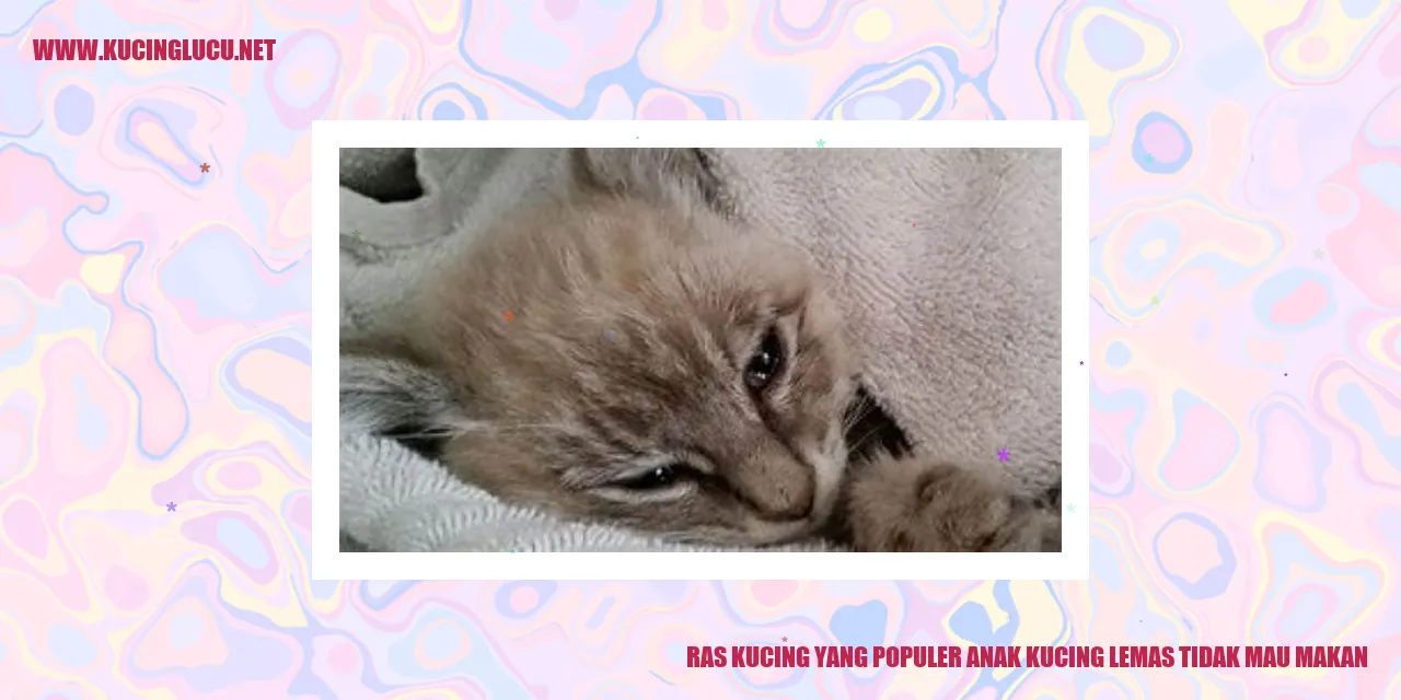 Keadaan Lemas dan Enggan Makan pada Anak Kucing Ras Populer