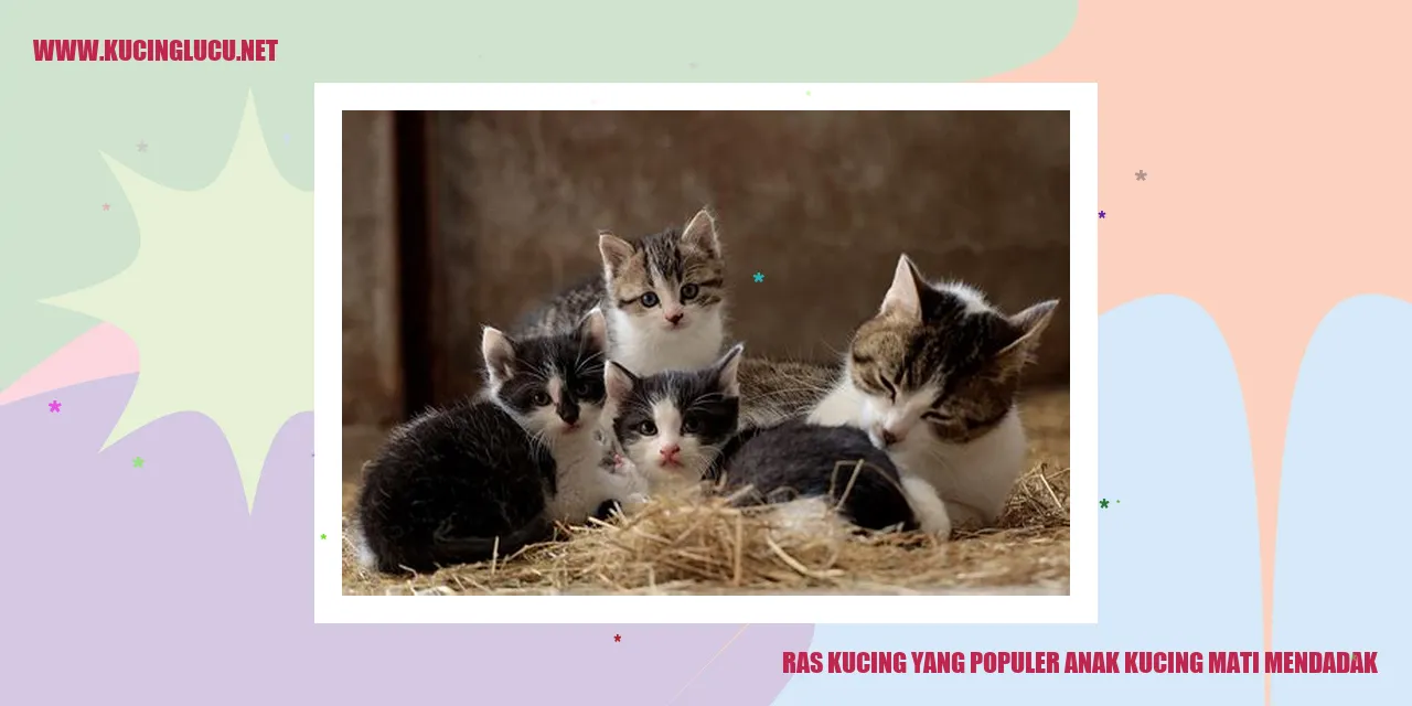 Kucing Populer