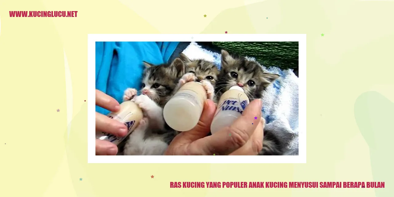 Kucing menyusui